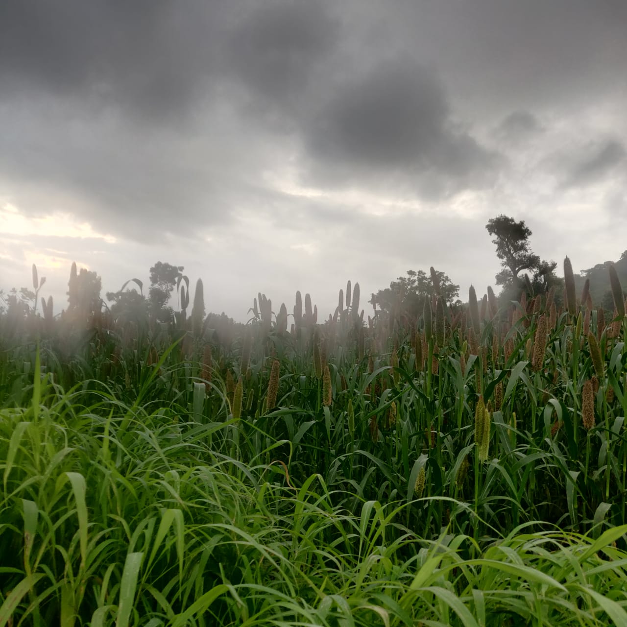 Agriculture