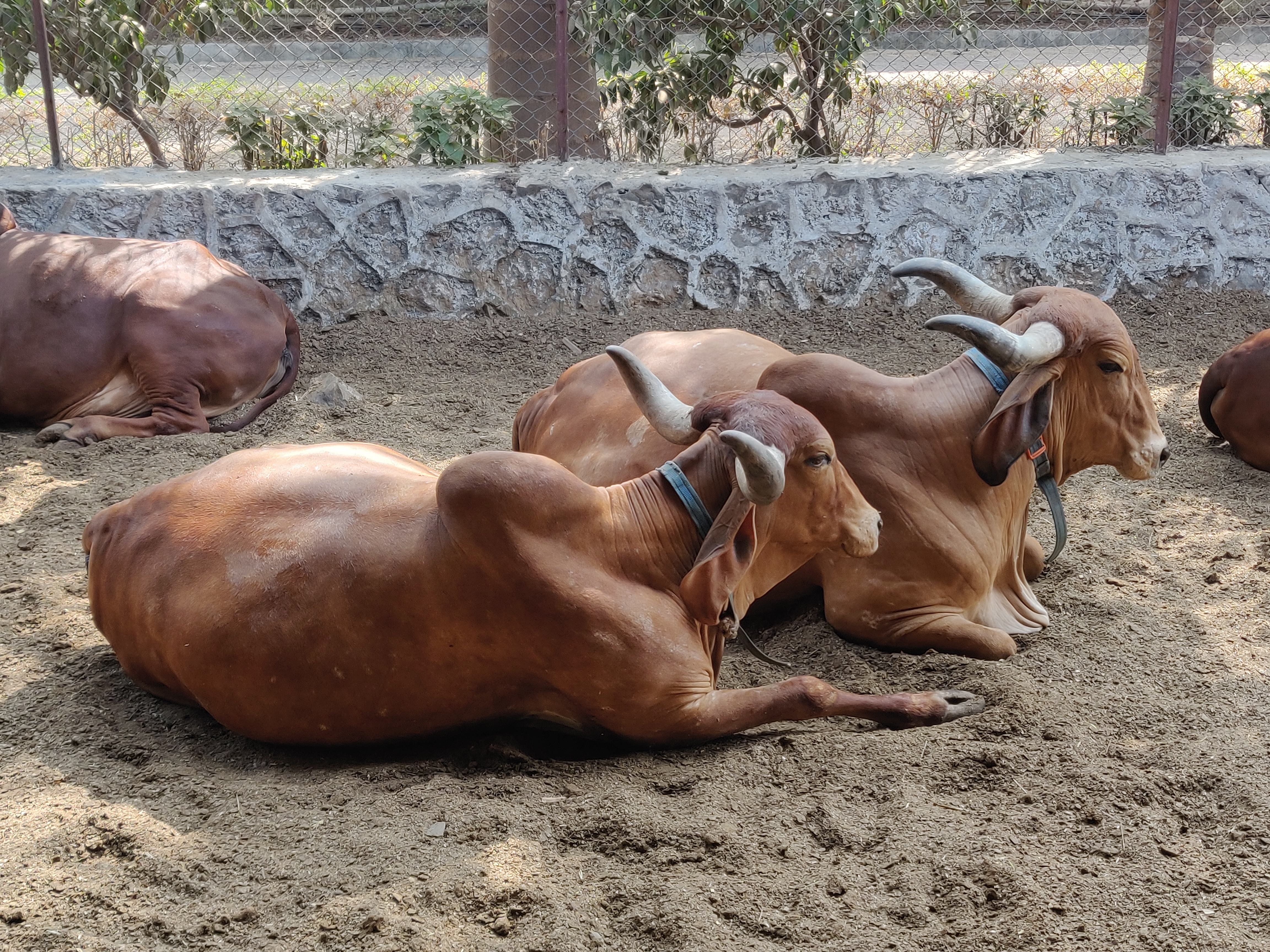 Cows